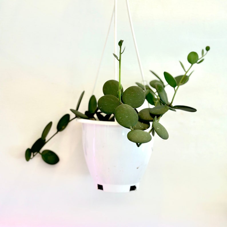 NYCitySucculents Silver Dollar Vine Succulent - Thumbnail 3