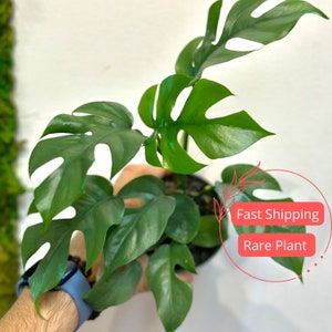 Mini Monstera Ginny Plant | Rhaphidophora Tetrasperma | Split Leaf Monstera Plant | Split Leaf Rhaphidophora | Plant Gifts | Indoor Plants