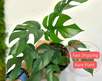 Mini Monstera Ginny Plant | Rhaphidophora Tetrasperma | Split Leaf Monstera Plant | Split Leaf Rhaphidophora | Plant Gifts | Indoor Plants