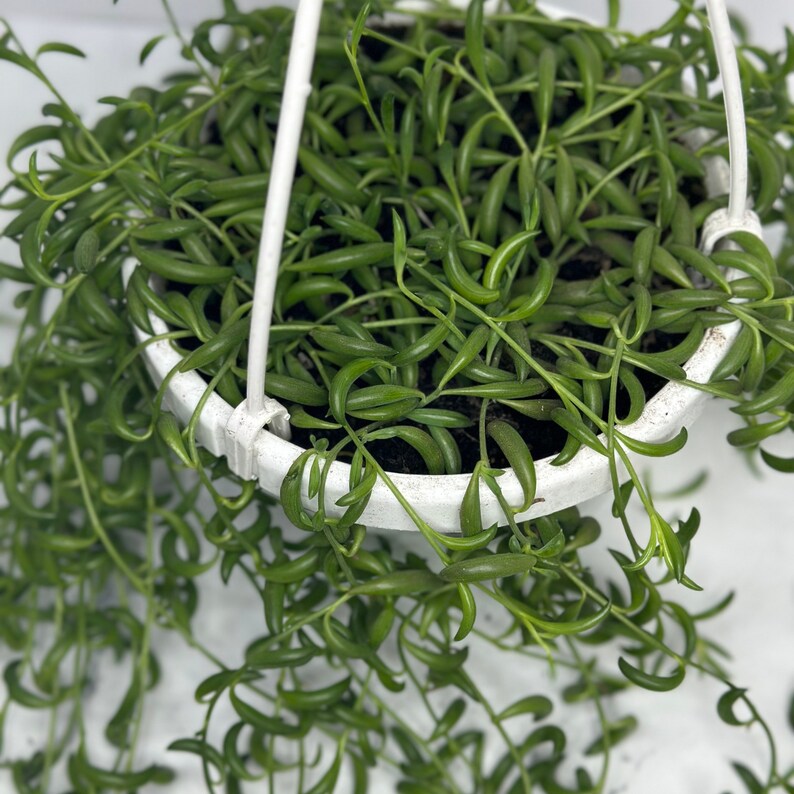 String of Bananas Plant - Thumbnail 2