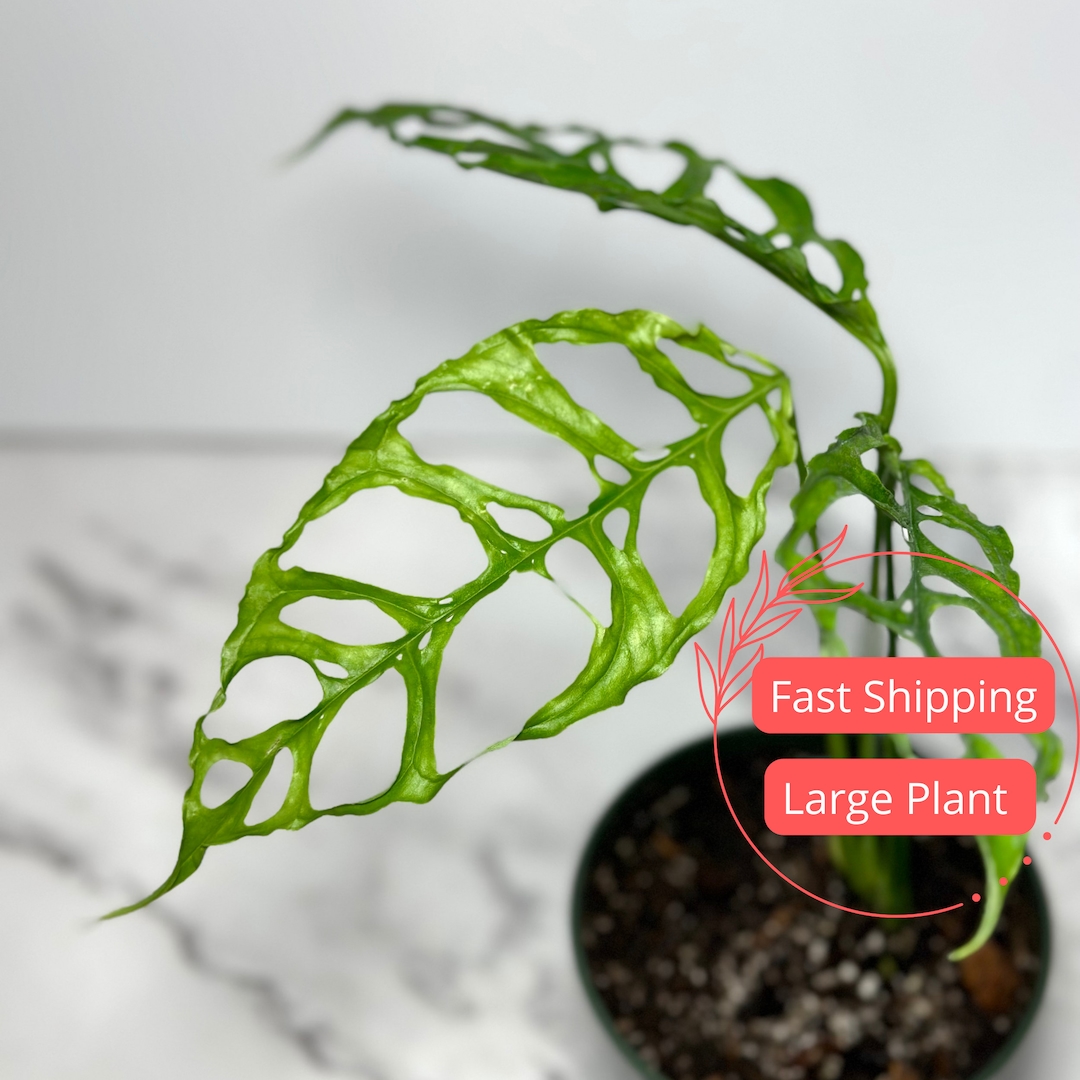 monstera deliciosa buy Monstera Deliciosa 'Thai Constellation' 4'' main image 0
