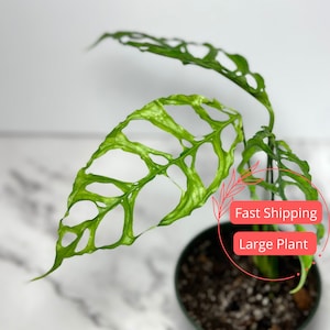 Monstera Obliqua Peru | Monstera Peru Obliqua | Fully Rooted Monstera Starter Plant | Monstera Peru Plant | Rare Indoor House Plants