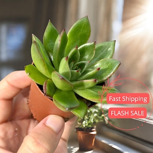 Echeveria Lipstick Succulent | Echeveria Succulent Plant | Indoor Variegated Succulents | Echeveria Agavoides | Succulent Cuttings | Plants
