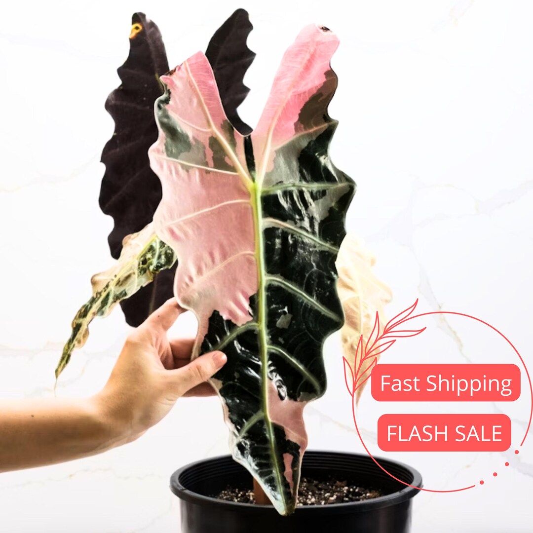 Alocasia Amazonica Polly Pink varigated② il_1080xN.7258311252_qjtn.jpg