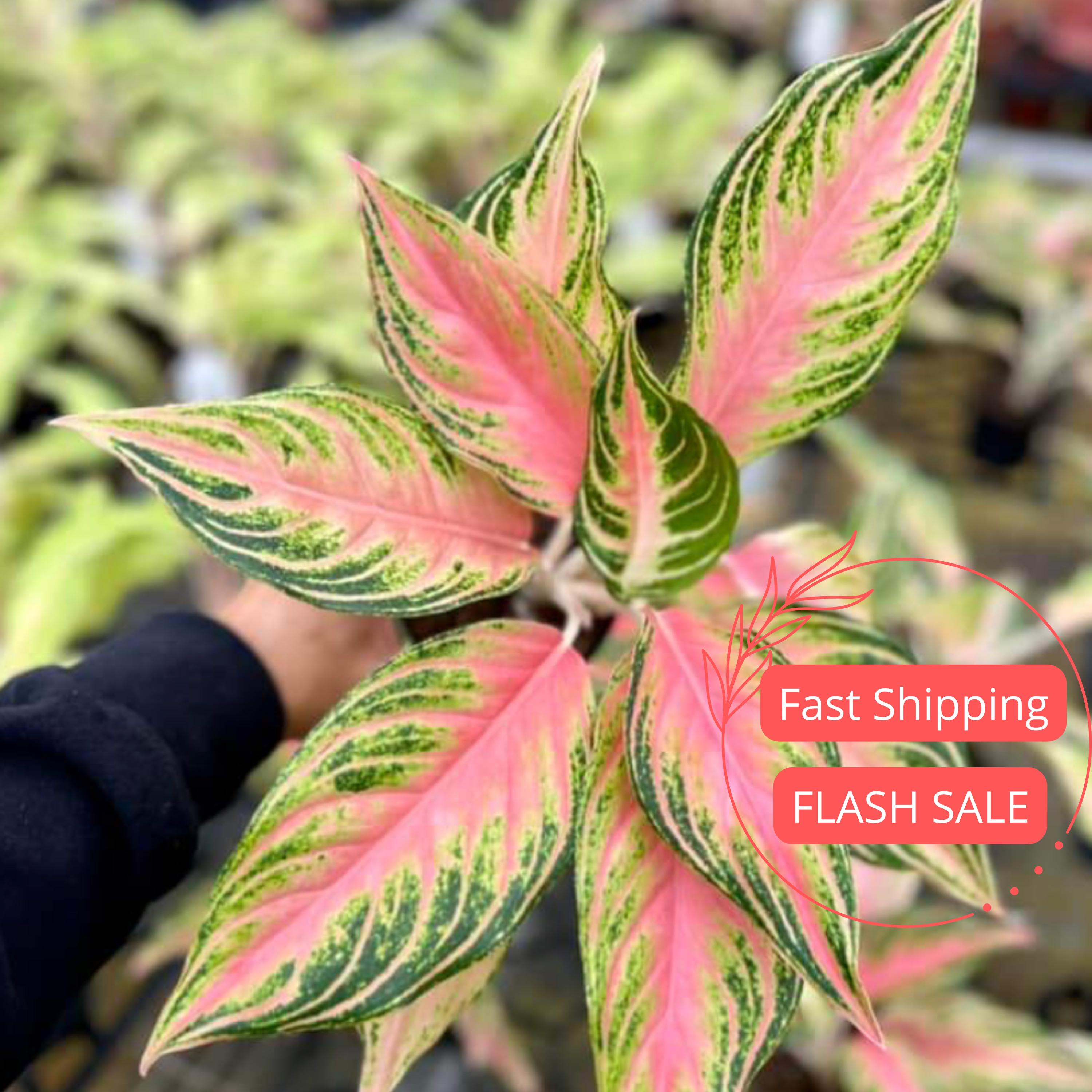 Aglaonema Panama Pink Live Plant Large | Aglaonema Panama Pink