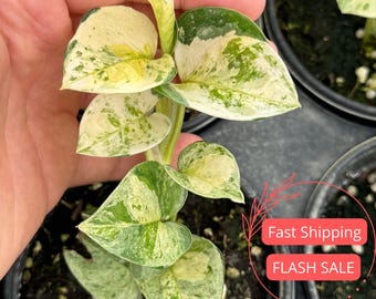 Epipremnum Aureum 'japanese Global Pothos' Fully Rooted Extremely Rare  Highly Variegated - Etsy