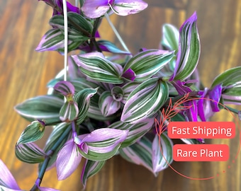 Tradescantia Nanouk | Fully Rooted Tradescantia Nanouk Plants | Tradescantia Bubblegum | Tradescantia Bubblegum Plants | Pink Plant | Plants