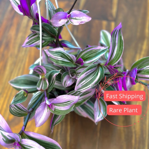 Tradescantia Nanouk | Fully Rooted Tradescantia Nanouk Plants | Tradescantia  Bubblegum | Tradescantia Bubblegum Plants | Pink Plant | Plants - Etsy