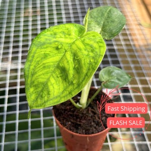 Syngonium Ice Frost Plant | Syngonium Macrophyllum Starter Plants | House Plants Live for Beginner | Rare Arrowhead Plants | Plant Gifts