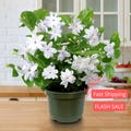 Jasmine Live Plant | Sambac Arabian Jasmine Plants | House Plants for Beginner | Perennial Houseplants for Kitchen Indoor Outdoor Garden