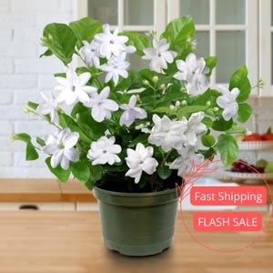 basket planters for indoor plants 19 UV Resistant Artificial Dandelion and Rosemary Hanging Basket (Ind   Nearly Natural