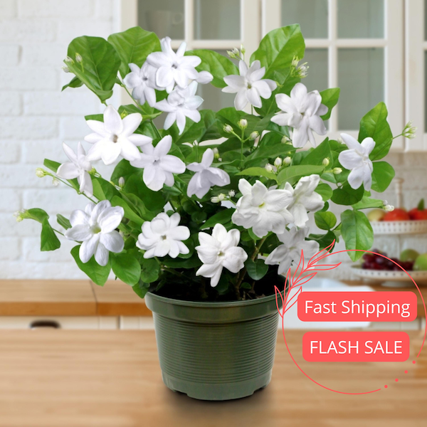 Jasmine Live Plant | Sambac Arabian Jasmine Plants | House Plants for Beginner | Perennial Houseplant for Kitchen Indoor Outdoor Garden Gift