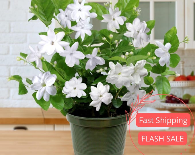 Jasmine Live Plant | Sambac Arabian Jasmine Plants | House Plants for Beginner | Perennial Houseplant for Kitchen Indoor Outdoor Garden Gift