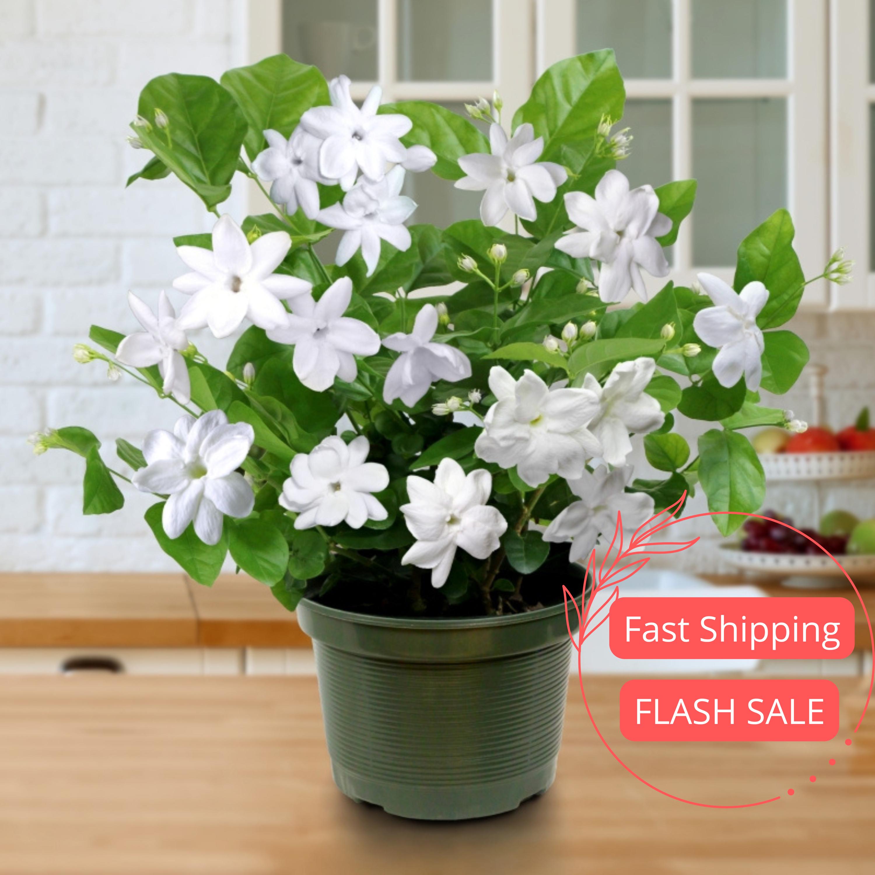 Jasmine Live Plant | Sambac Arabian Jasmine Plants | House Plants for Beginner | Perennial Houseplants for Kitchen Indoor Outdoor Garden