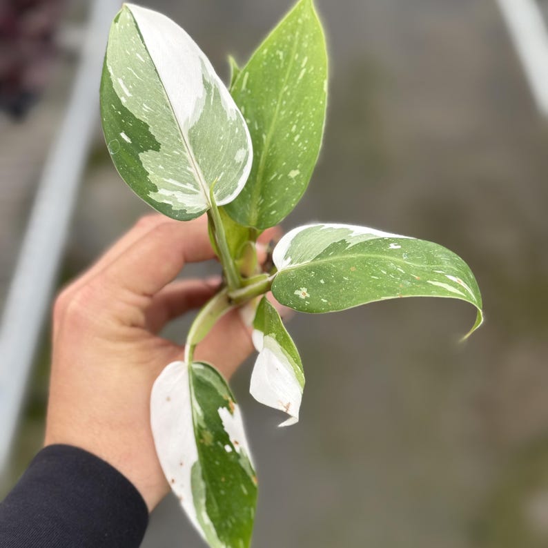 May include: Close-up of a variegated plant cutting with green and white leaves. The leaves have a speckled pattern and are held against a blurred background. The plant cutting is a vibrant green and white.