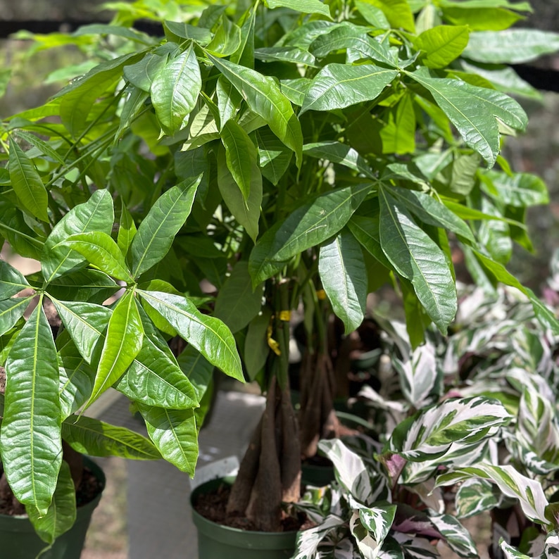 Money Tree Plant - Thumbnail 3