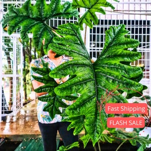 Alocasia Jacklyn Live Plant SALE | Alocasia Jacklyn Corm Rooted Indoor Tropical House Plants Gift | Cutting Outdoor Houseplant Elephant Ear