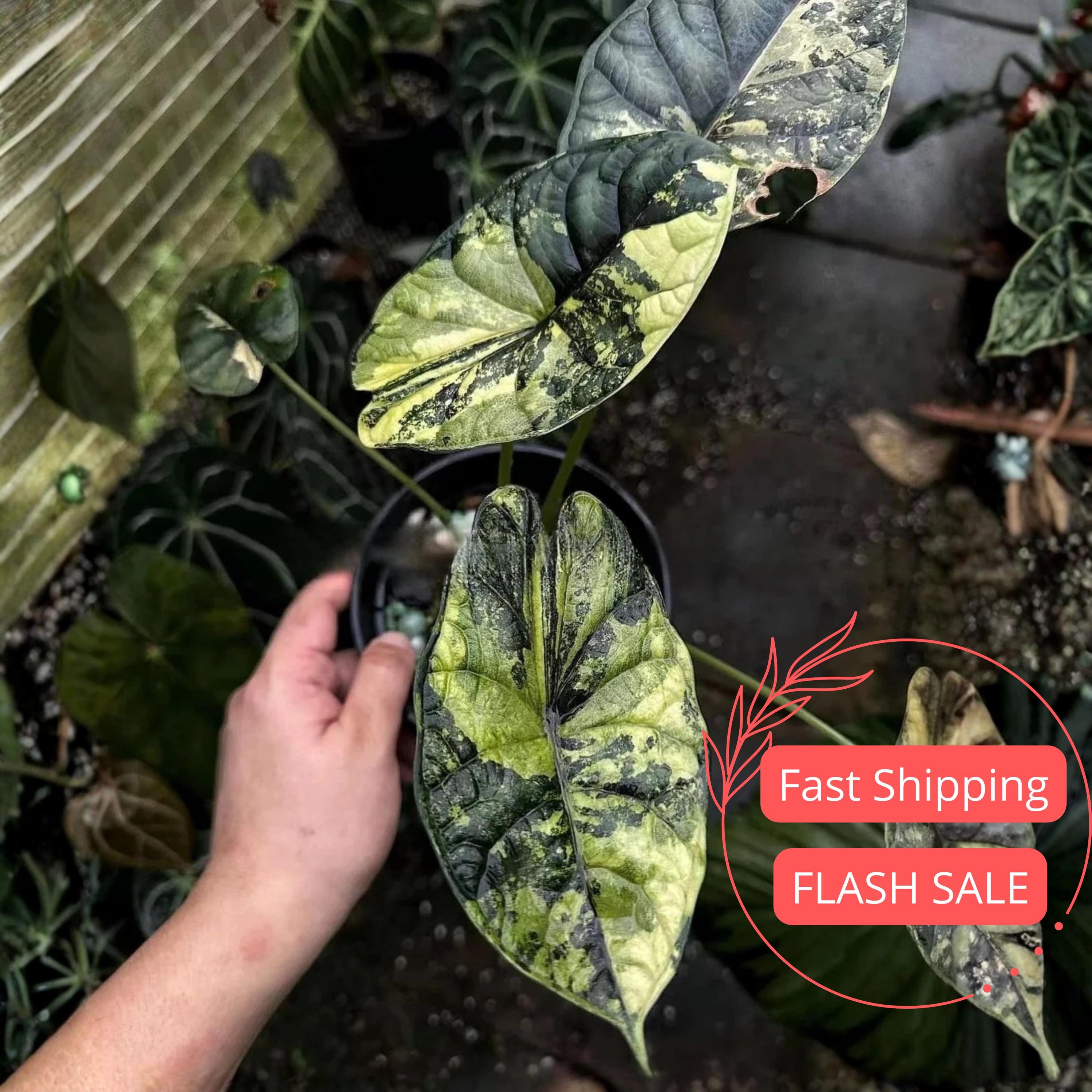 その他観葉植物 Alocasia Dragon Scale Variegata Alocasia Dragon