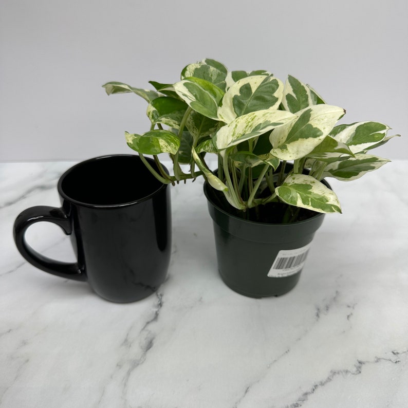 NYCitySucculents Pothos N'joy - Thumbnail 5