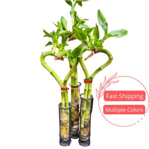 Lucky Bamboo Live Plant Heart Shaped | Zen Heart Shaped Bamboo | Hydroponic Plants Dracaena Sanderiana | Aquarium Plants Grown in Water