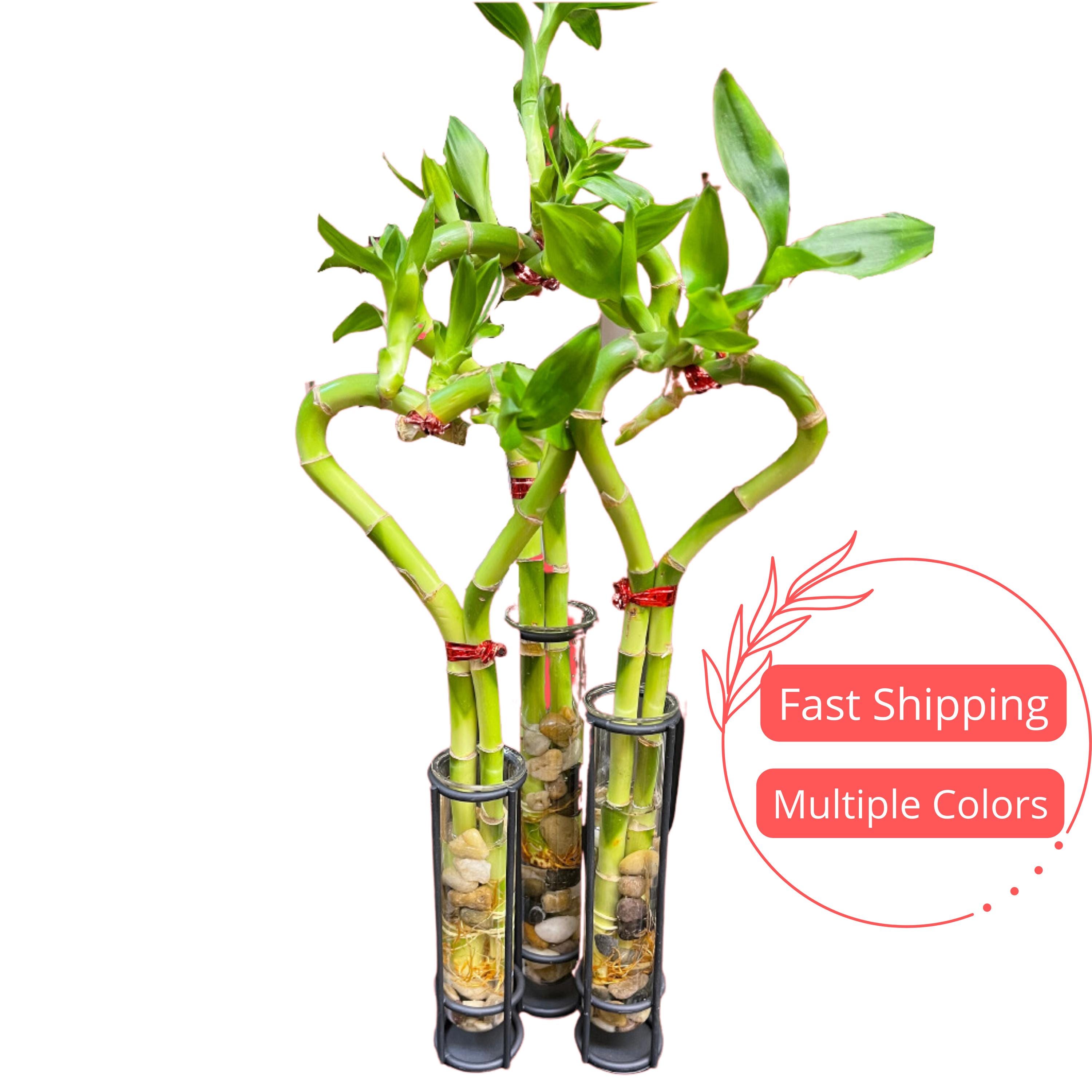 Lucky Bamboo Live Plant Heart Shaped | Zen Heart Shaped Bamboo | Hydroponic Plants Dracaena Sanderiana | Aquarium Plants Grown in Water