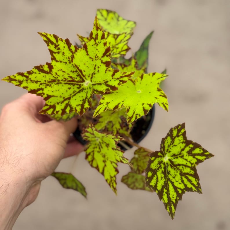 Begonia Geometry Live Plant | Mature Begonias Rex Indoor | Variegated ...