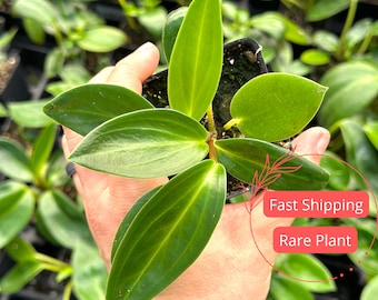 Peperomia Elongata Plant Large | Super Lush Peperomia Elongata Live Plants | Pet Safe Peperomia Live Plants | Houseplants | Plant Gifts