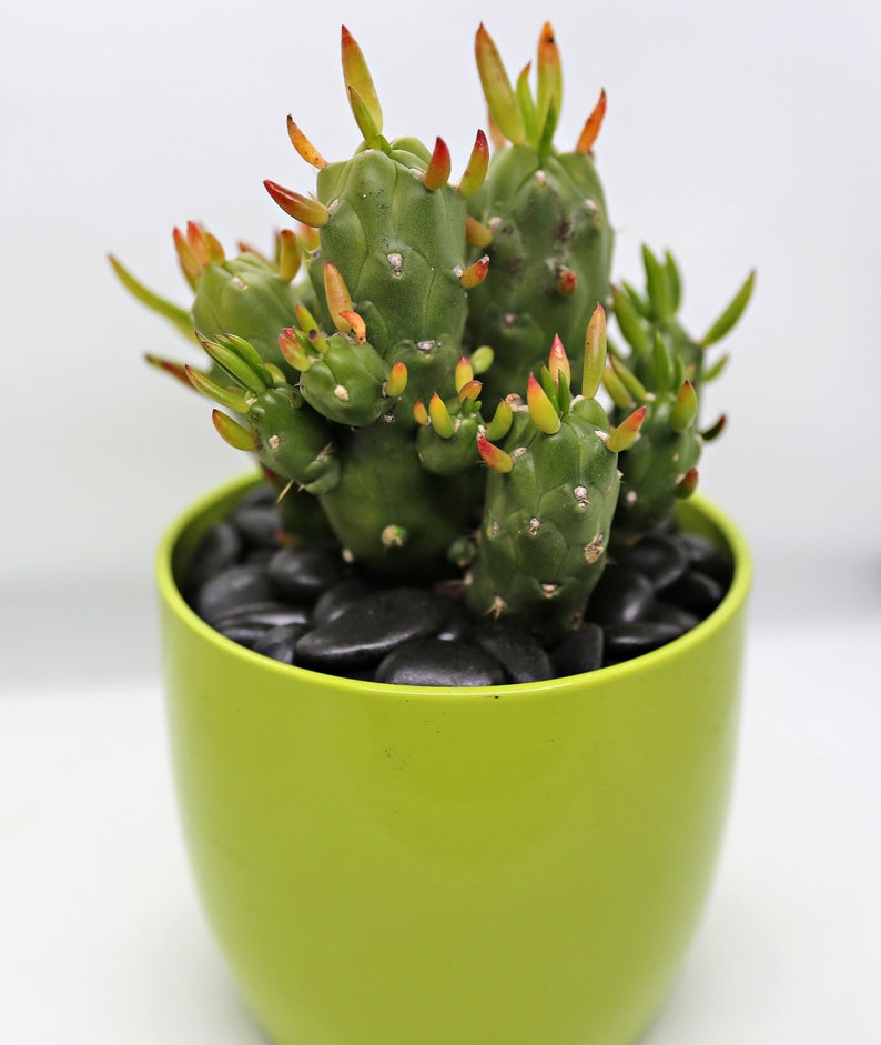 Eve\u2019s Pin Cactus in Green Ceramic Planter