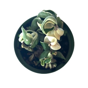 Puede incluir: Una planta Hoya carnosa compacta, tambi&eacute;n conocida como planta cuerda hind&uacute;, en una maceta redonda negra. La suculenta presenta hojas gruesas, rizadas y retorcidas con patrones variegados de colores verde oscuro, verde claro y blanco crema.