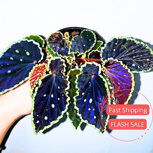 Begonia Darthvaderiana Green Spots Live Plant | Begonias Rex Indoor House Plants | Cutting Houseplants for Outdoor Garden Gifts | Cuttings