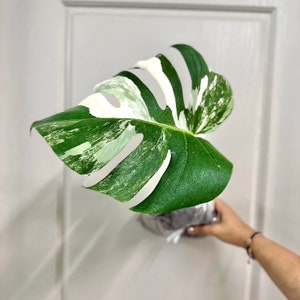 Monstera Albo Cutting Large Variegated Monstera Albo Starter Plant White Albo Monstera Plant Rare Plants Houseplants Plant Gifts 1 Leaf Cutting