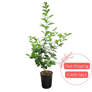 Key Lime Citrus Fruit Tree Live Plant | Grafted Keylime Plants | House for Beginner | Houseplants for Indoor Outdoor Garden | Edible Plants