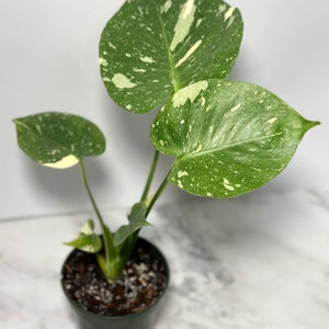 Monstera Thai Constellation Large Variegated Monstera Thai Constellation Starter Plant Fully Rooted Monstera Plant Rare Plants Albo image 6