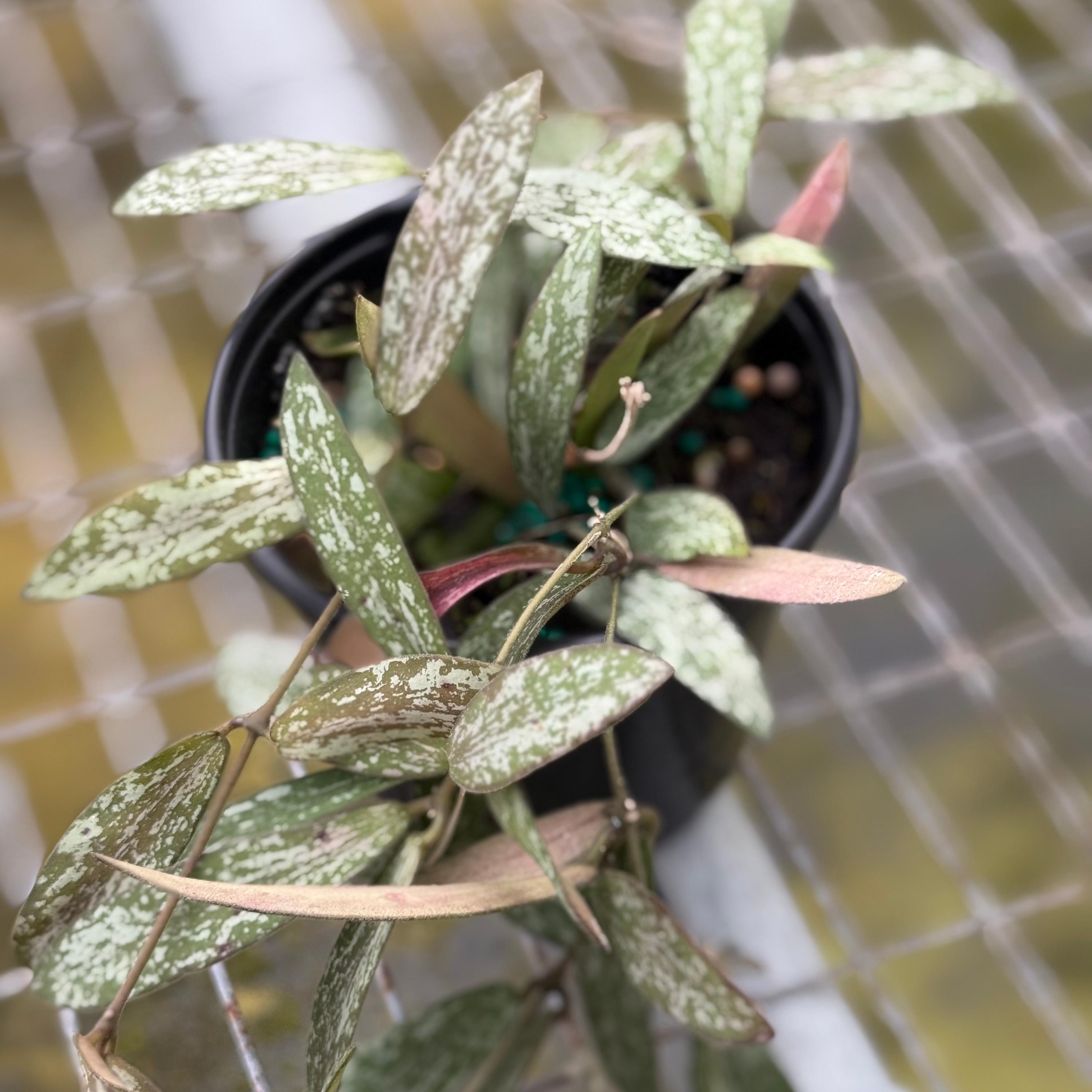 Hoya Sigillatis Live Plant | Long Hoya Starter Plants | House