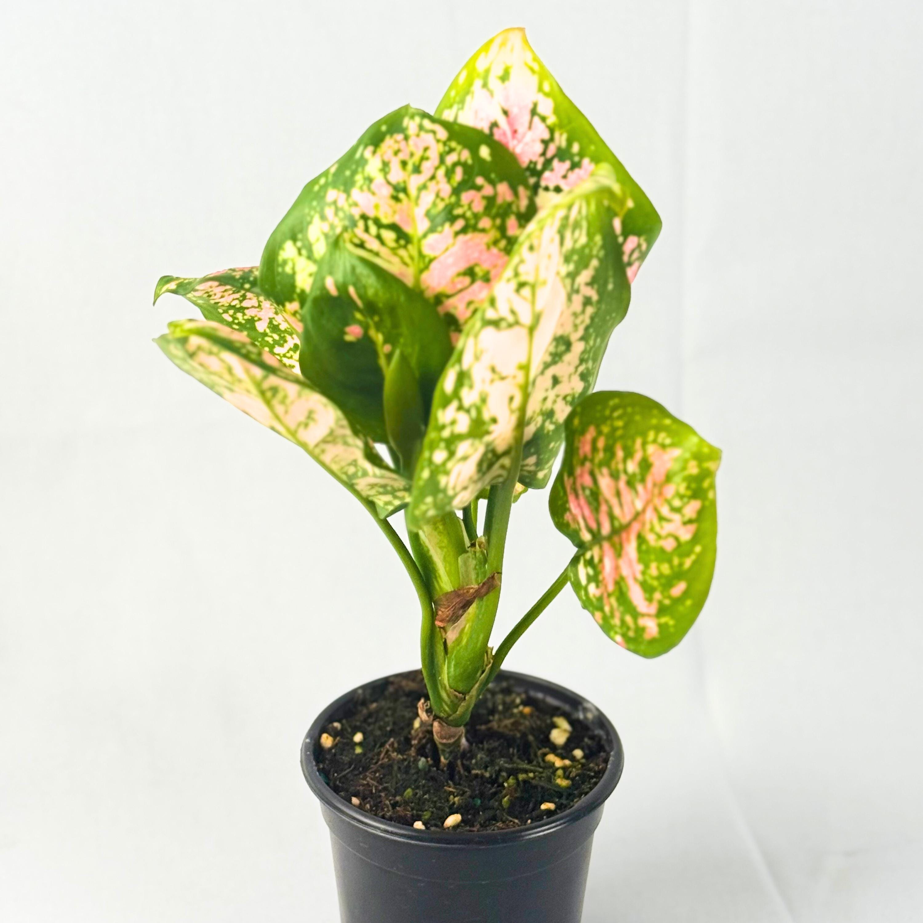 indoor purple heart plant Tradescantia Pallida Purpurea Purple Heart