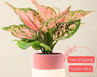 Aglaonema Wishes Planta viva / Aglaonemas rosas para principiantes / Esquejes de plantas de interior de hoja perenne china para jardín interior y exterior Regalo