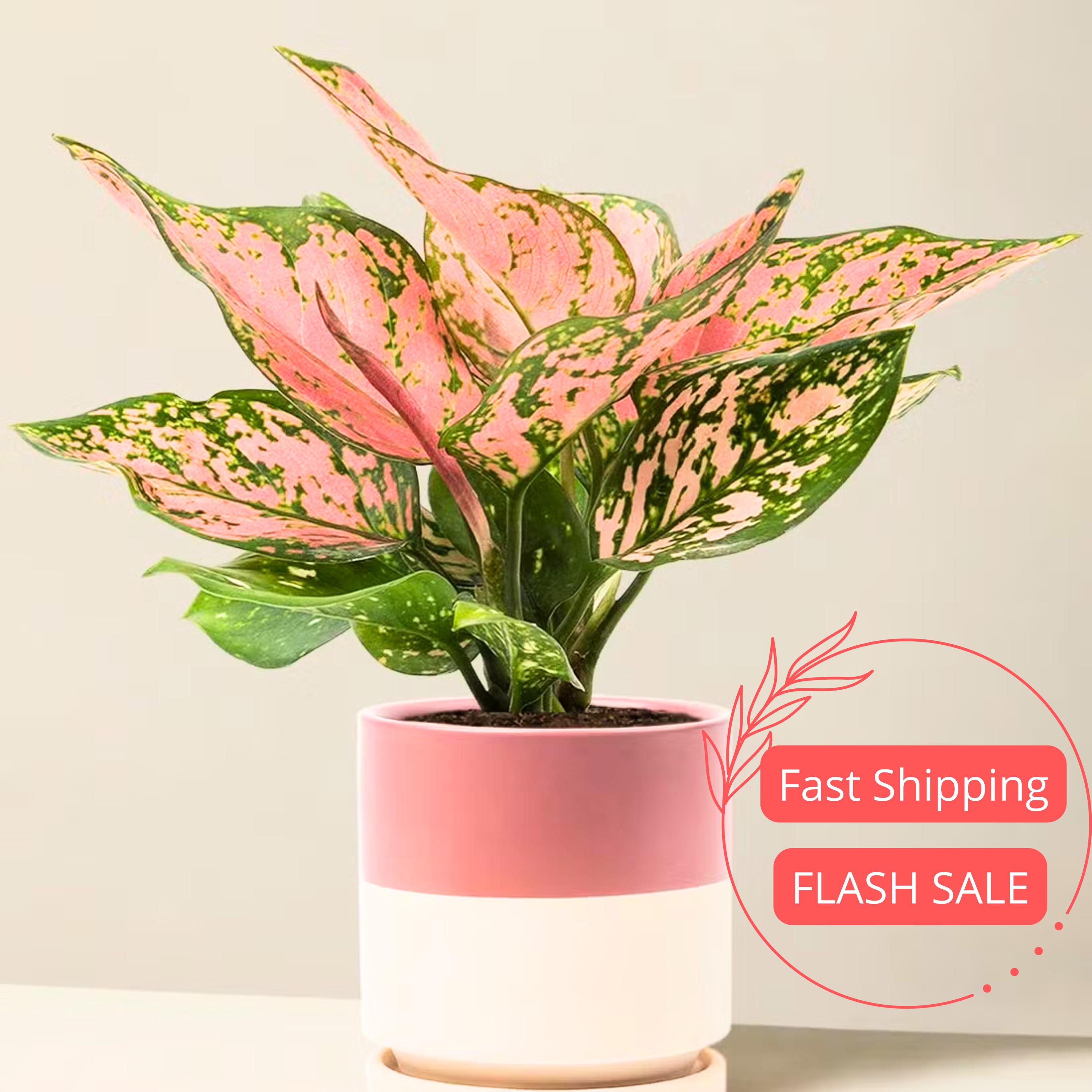 Aglaonema Pictum Tricolor Seed - Etsy