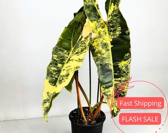 Philodendron 'el Choco Red' X Billietiae Variegated *grower's