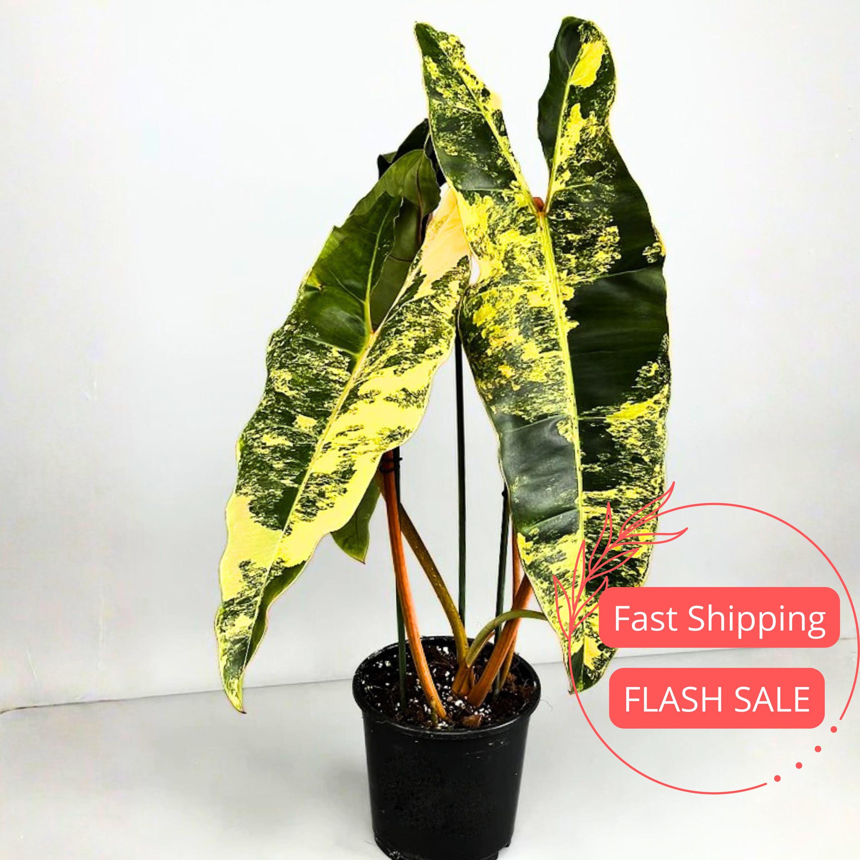 Philodendron Billie Variegated Tissue Culture Plant