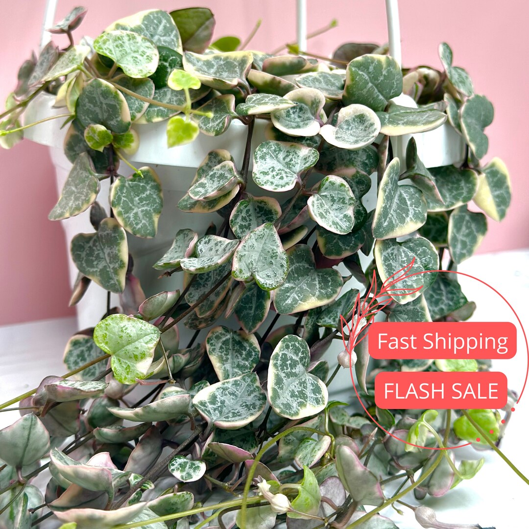 Variegated String of Hearts Ceropegia Woodii Variegata String of Hearts