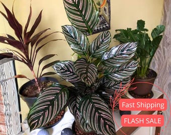 Rattlesnake Calathea- Calathea Crotalifera'cream Green' Live Rhizome - Etsy