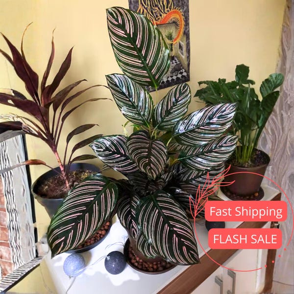 Calathea Ornata Live Plant | Pink Pinstripe Prayer Plant Starter House Plants | Plant Cuttings | Indoor Outdoor Houseplants | Garden Gifts