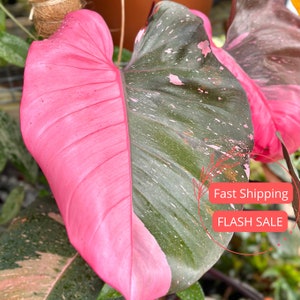 Philodendron Pink Princess Large Tissue Culture | Variegated Pink Princess Philodendron Starter Plant | Rare Plants | Indoor Houseplants