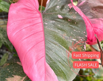 Philodendron Pink Princess Large Tissue Culture | Variegated Pink Princess Philodendron Starter Plant | Rare Plants | Indoor Houseplants