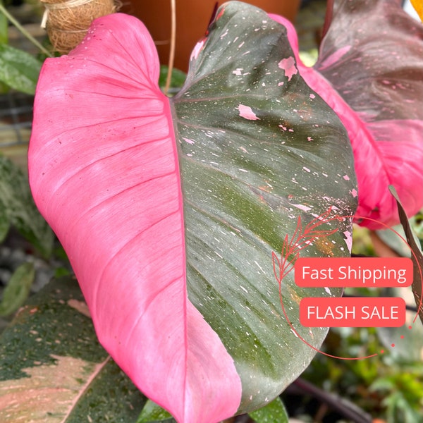 Philodendron Pink Princess Large Tissue Culture | Variegated Pink Princess Philodendron Starter Plant | Rare Plants | Indoor Houseplants