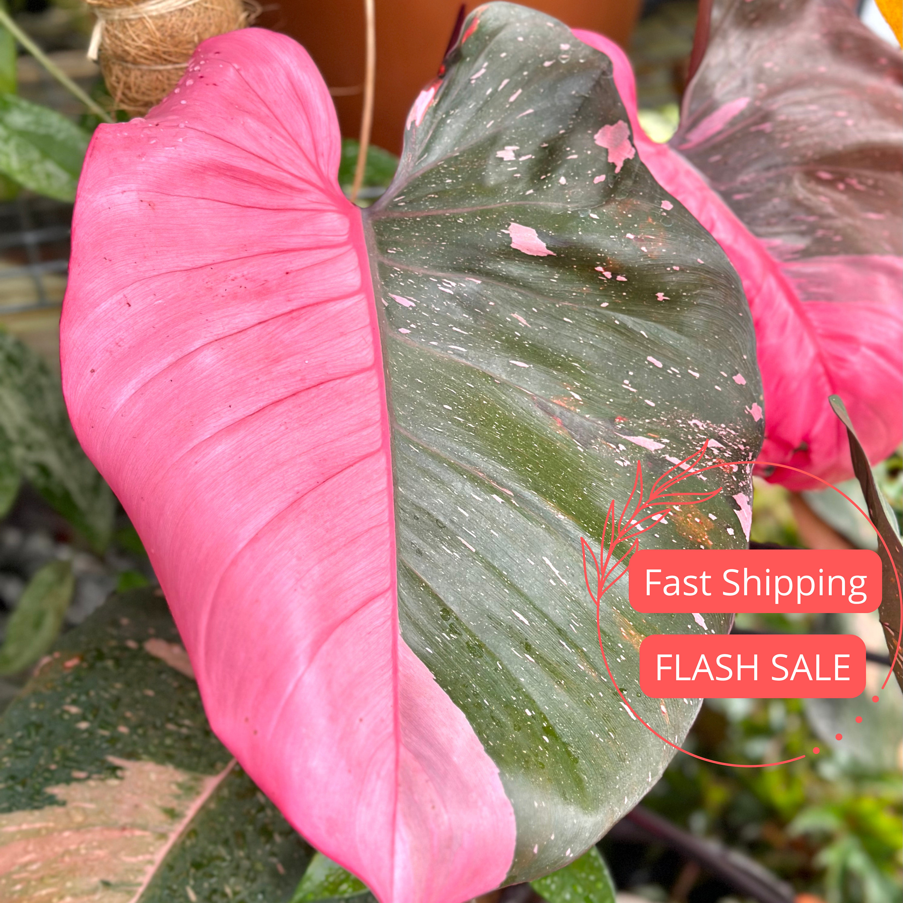 Philodendron Pink Princess Large Tissue Culture | Variegated Pink Princess Philodendron Starter Plant | Rare Plants | Indoor Houseplants