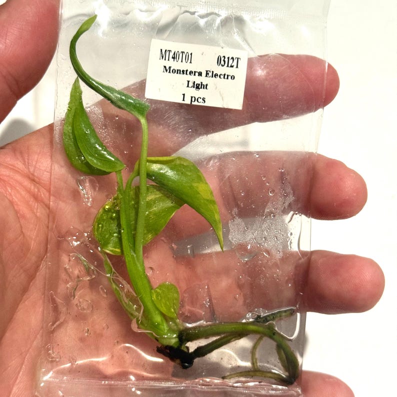 May include: A small, leafy Monstera Electro Light plant cutting in a clear plastic bag. The plant has vibrant green leaves with yellow variegation. The bag has a label with the text "MT40T01 0312T Monstera Electro Light 1 pcs."
