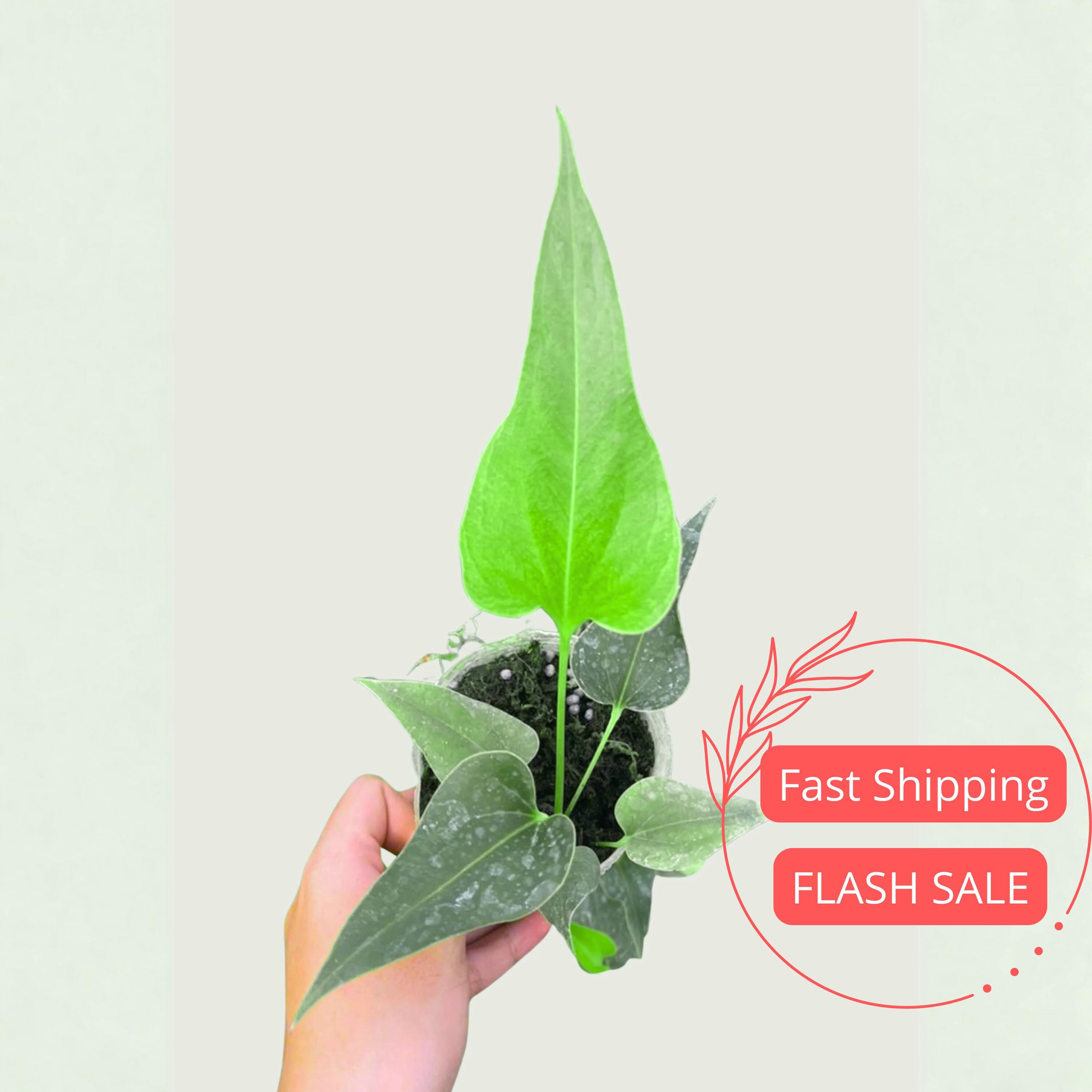 Anthurium Veitchii X - Etsy