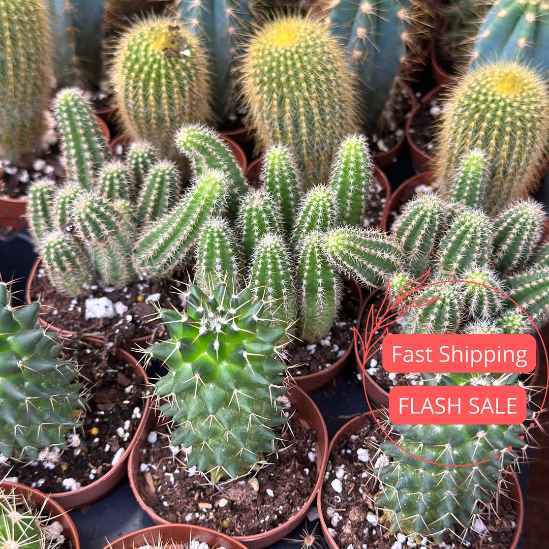 End of Season Cactus Plant SALE Assorted Mini Cacti Bundle Succulent