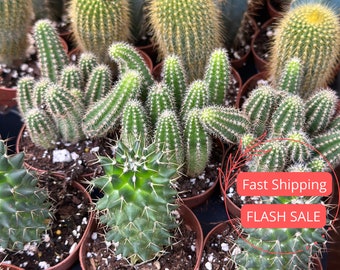 End Of Season Cactus Plant SALE | Assorted Mini Cacti Bundle | Succulent Plants Rooted | Succulents Cactus | Houseplants | Plant Gifts